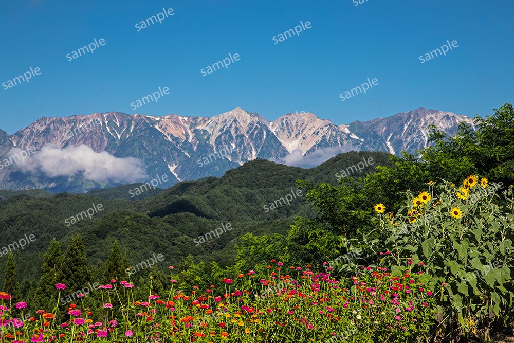 白馬三山と夏花（小川村）