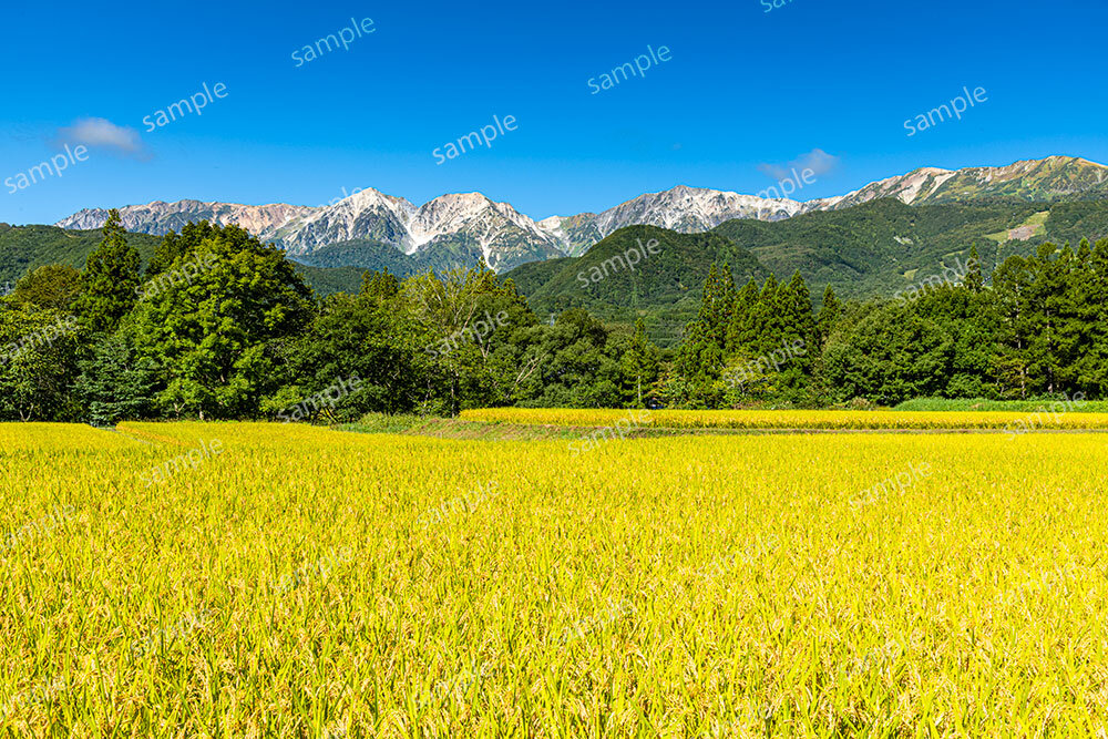 稲田と白馬三山（小谷村）