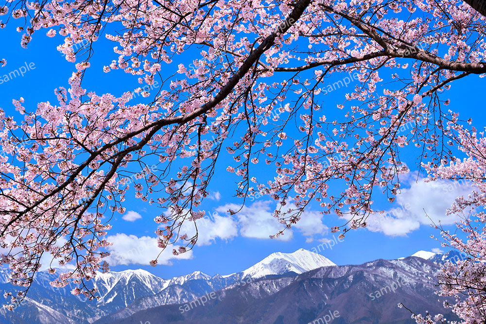 桜と常念岳（安曇野市）