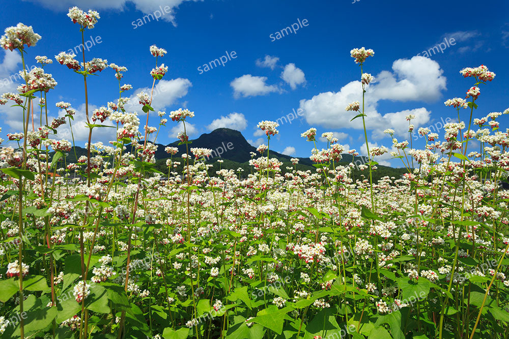 そばの花タチアカネ咲く（青木村）