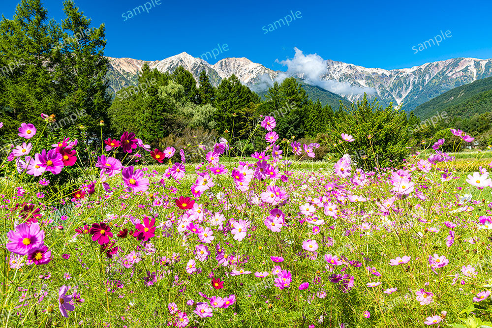 コスモスと白馬三山（白馬村）