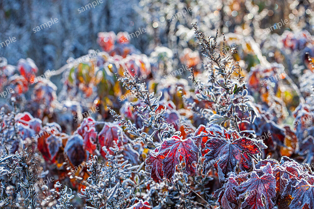 野辺華やかに（木島平村カヤの平高原）
