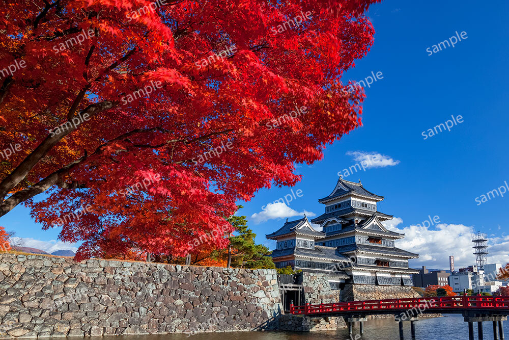 松本城とモミジの紅葉（松本市）