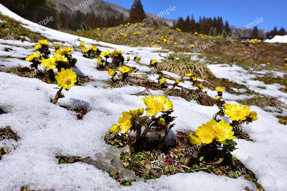 春を告げる福寿草（大町市）