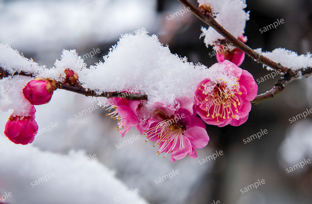 紅梅雪化粧（松本市）