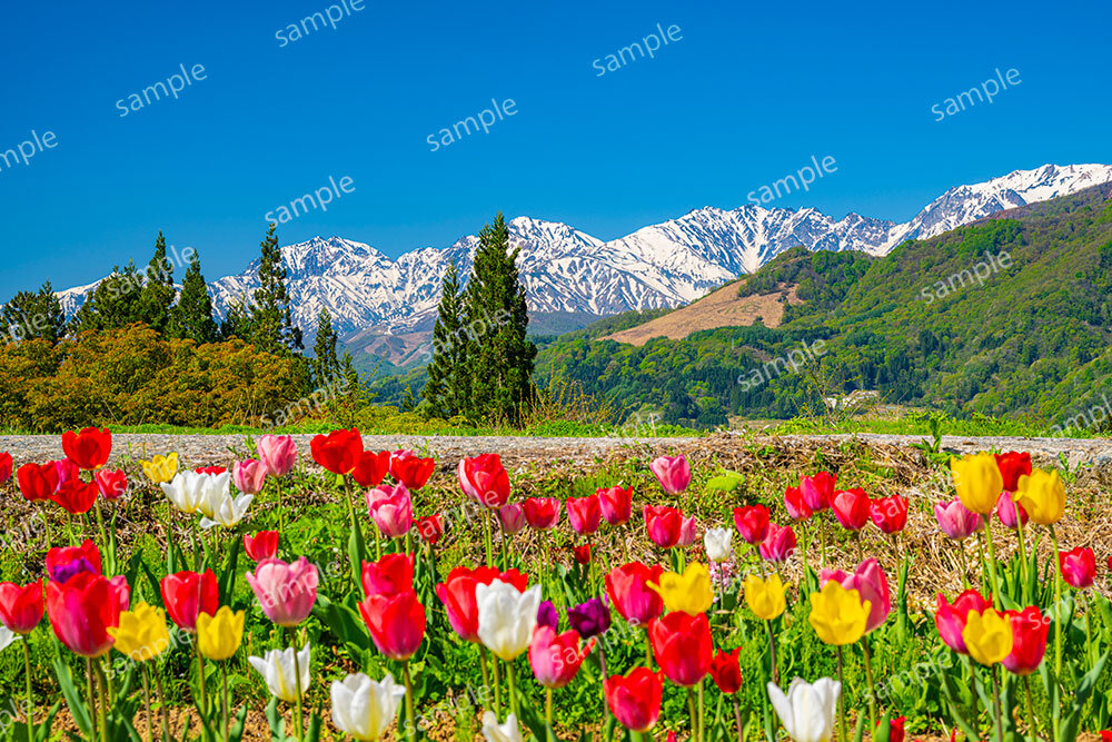北アルプスとチューリップ（安曇野市）
