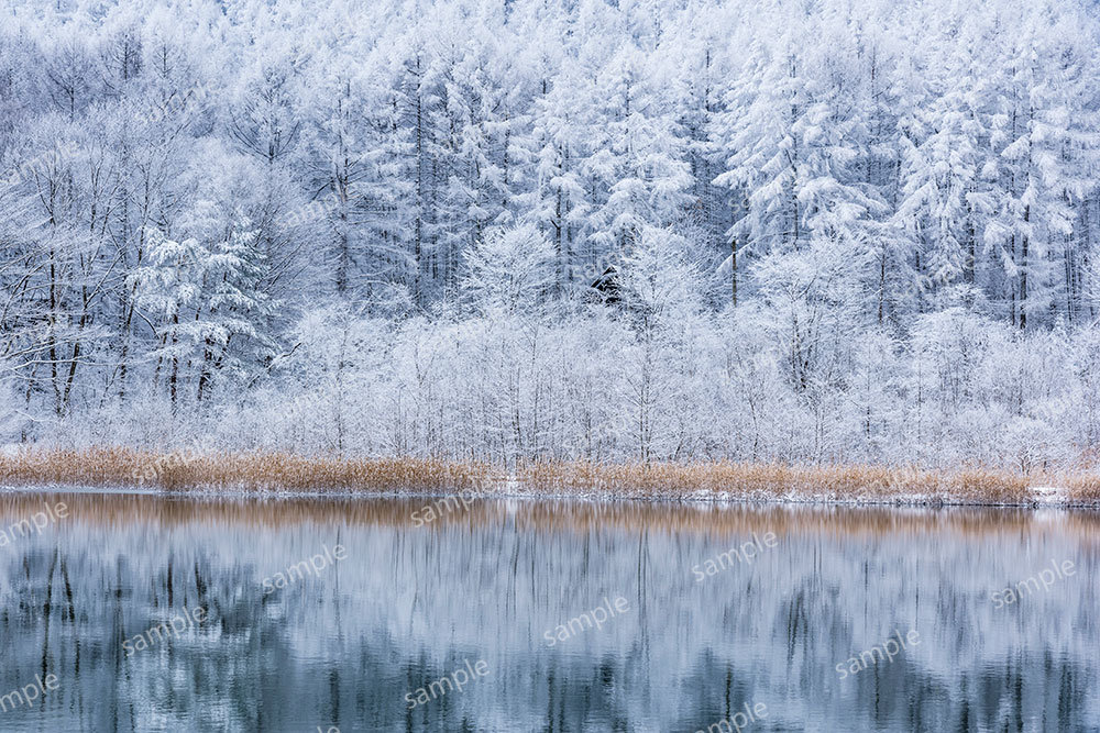 中牧湖と霧氷の木立（長野市）