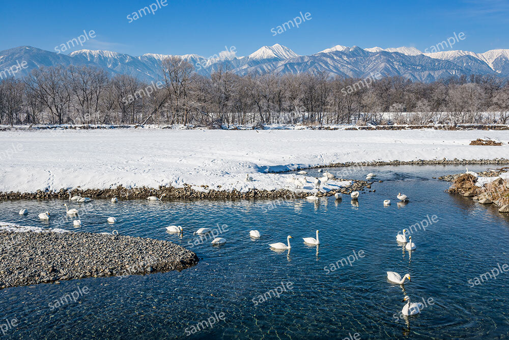 安曇野の白鳥と北アルプス常念岳（安曇野市）