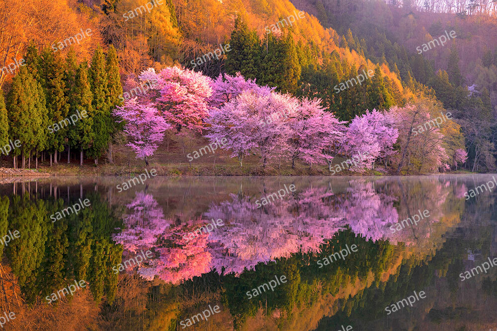 中綱湖の桜（大町市）