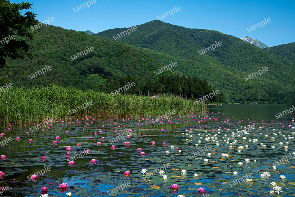 木崎湖の睡蓮（大町市）