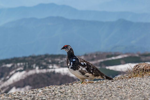 雷鳥と山並み（松本市乗鞍岳）