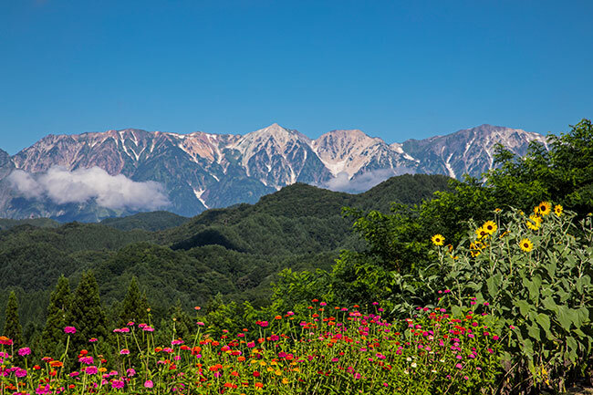 白馬三山と夏花（小川村）