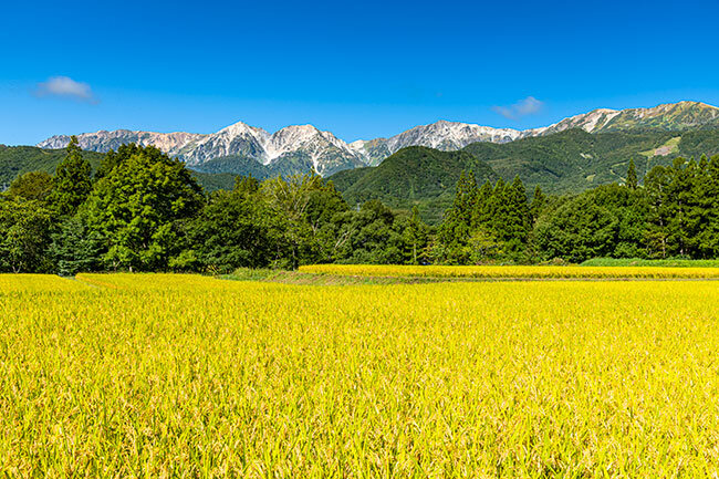 稲田と白馬三山（小谷村）