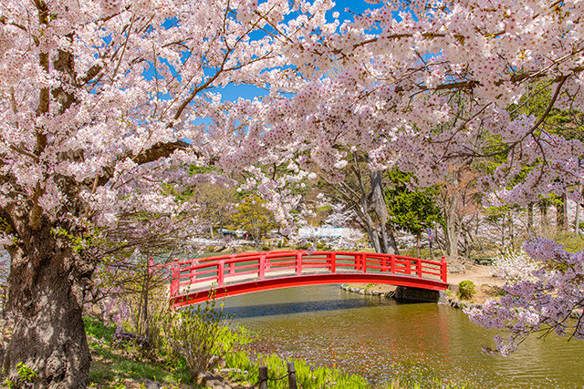 臥竜公園の桜（須坂市）