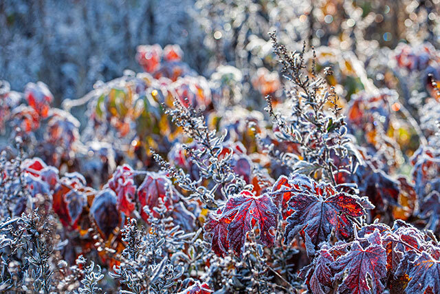 野辺華やかに（木島平村カヤの平高原）