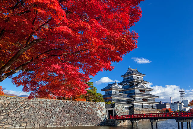 松本城とモミジの紅葉（松本市）