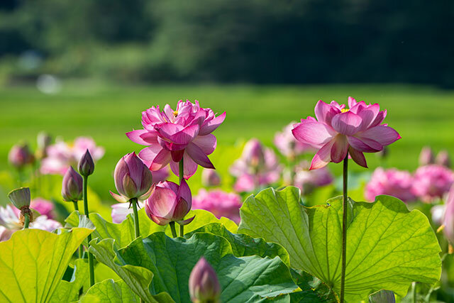 木崎湖に咲く蓮（大町市）