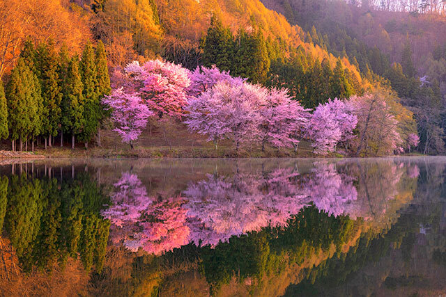 中綱湖の桜（大町市）