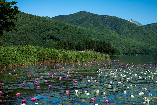 木崎湖の睡蓮（大町市）