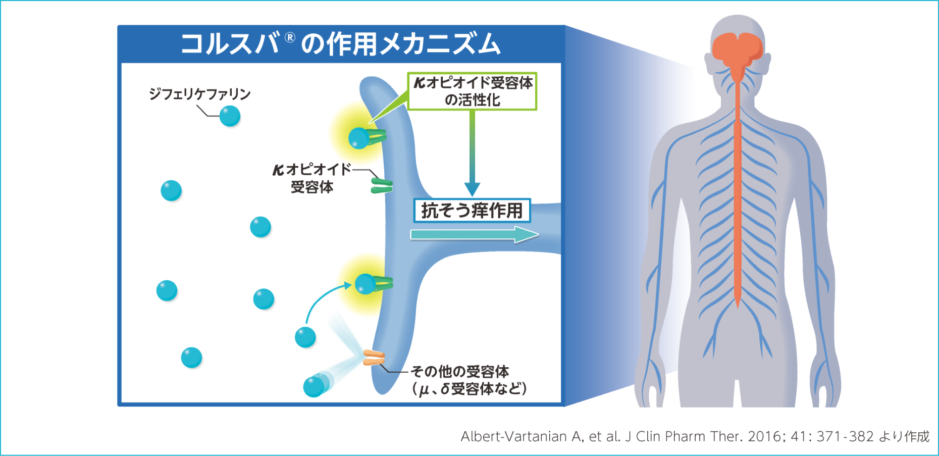 コルスバ®の作用メカニズム