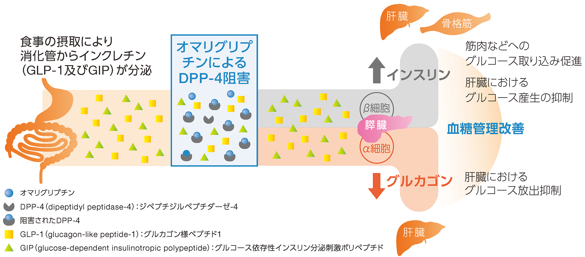 DPP-4阻害作用の画像