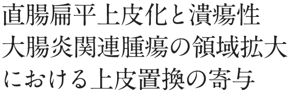 直腸扁平上皮化と潰瘍性大腸炎関連腫瘍の領域拡大における上皮置換の寄与