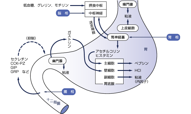 胃のイラスト画像