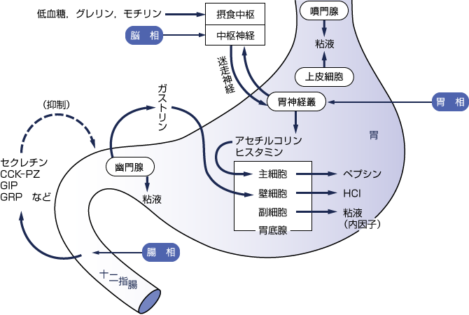 胃のイラスト画像