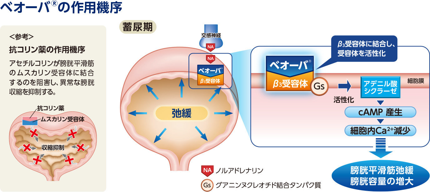 べオーバ®の作用機序