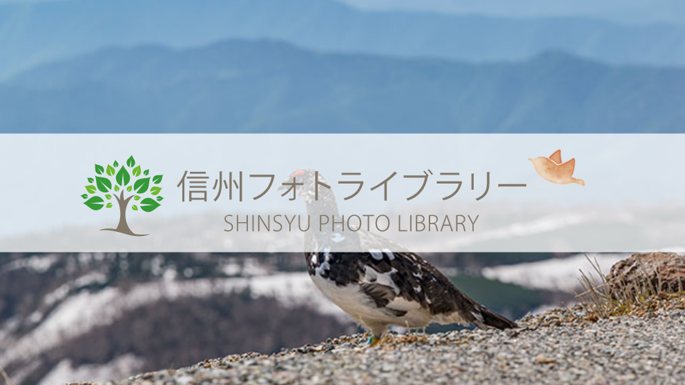【フォト】雷鳥と山並み（松本市乗鞍岳）