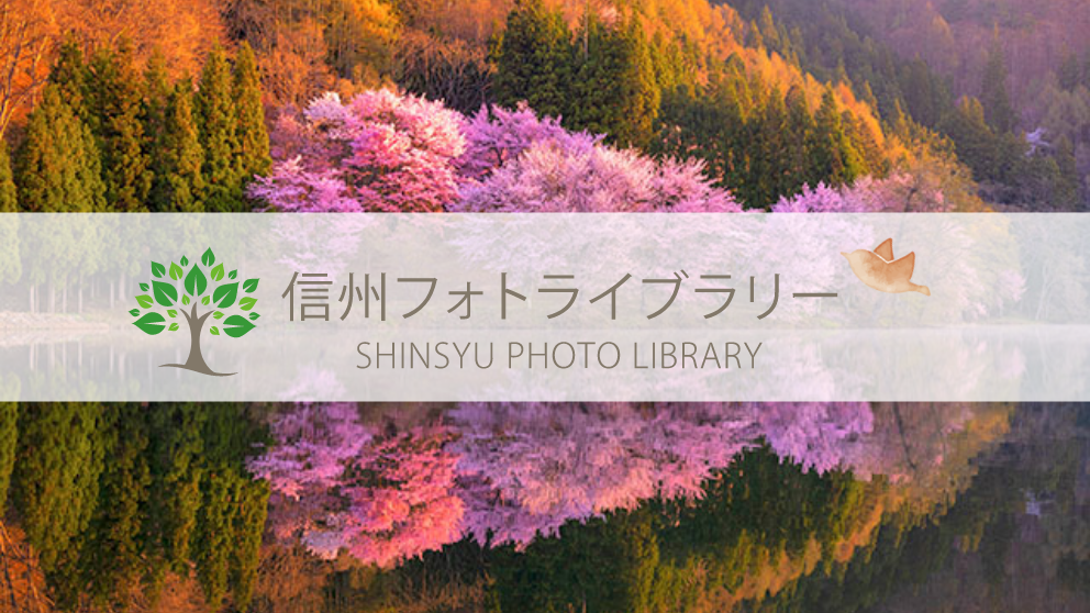 【フォト】中綱湖の桜（大町市）
