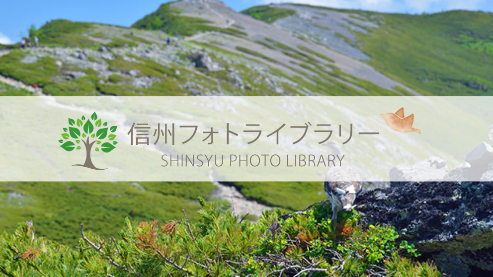 【フォト】蝶ヶ岳の雷鳥（安曇野市）