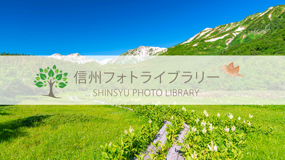 【フォト】コバイケイソウ咲く栂池自然園（小谷村）
