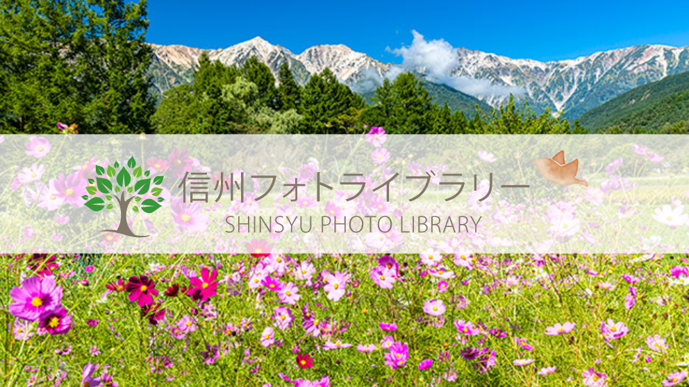【フォト】コスモスと白馬三山（白馬村）