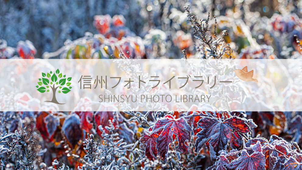 【フォト】野辺華やかに（木島平村カヤの平高原）