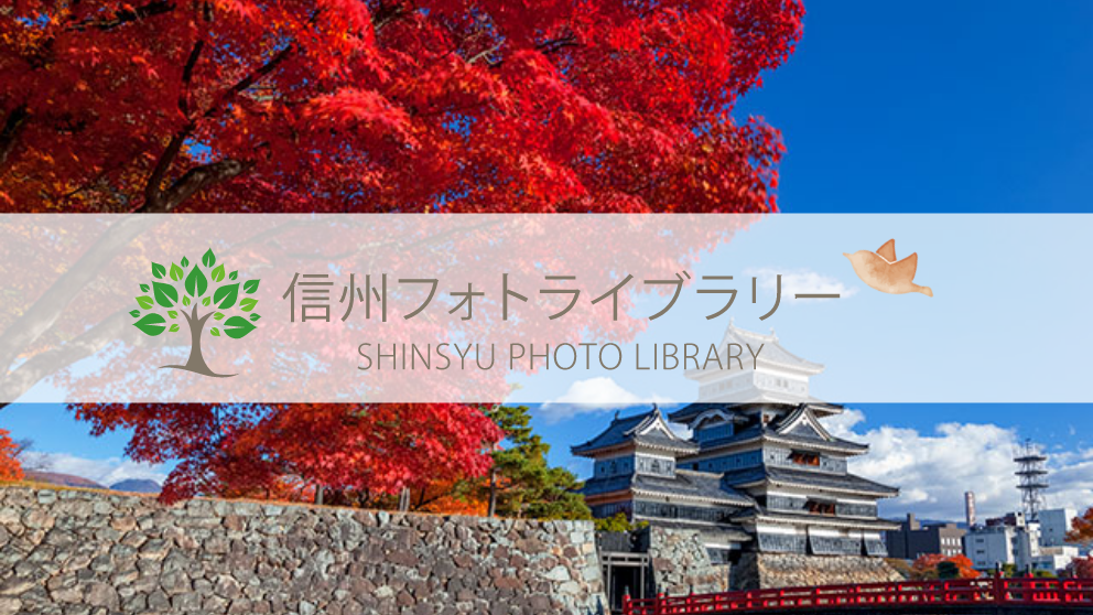 【フォト】松本城とモミジの紅葉（松本市）