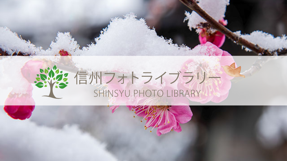 【フォト】紅梅雪化粧（松本市）