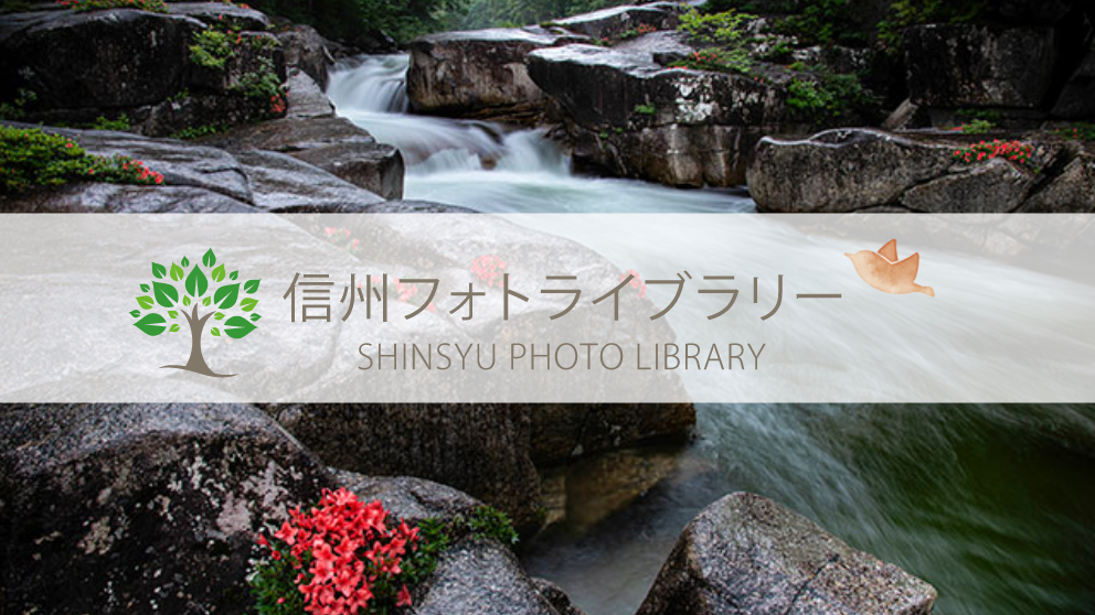 【フォト】渓流に咲くキソガワサツキ（岩ツツジ）（上松町赤沢渓谷）